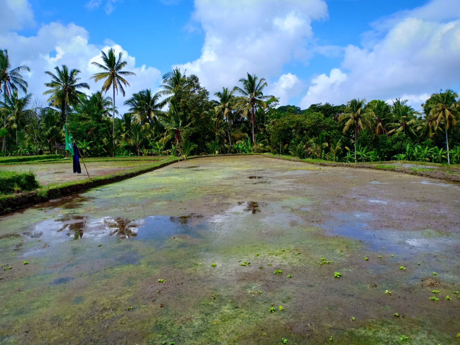 Villa Sawah gallery image